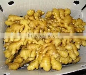 Fresh Ginger thumbnail-2