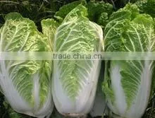 Organic Chinese Cabbage thumbnail-1
