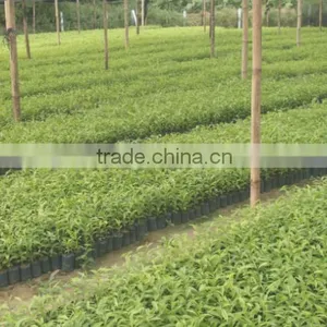 2016 Newly Chinese High Quality Agarwood Seeds For Growing thumbnail-5
