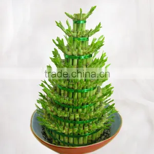Indoor Decorative Ornamental Bonsai Plants of Dracaena Sanderiana thumbnail-4