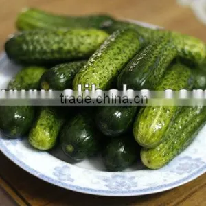 Pickled Gherkin From Vietnam thumbnail-1