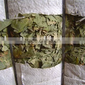 Ginkgo Biloba Leaves thumbnail-1