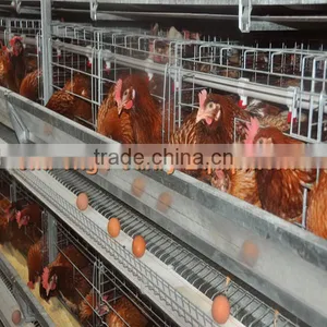 Poultry Chicken Equipment A Type Egg Chicken Cage Hot Sale thumbnail-1
