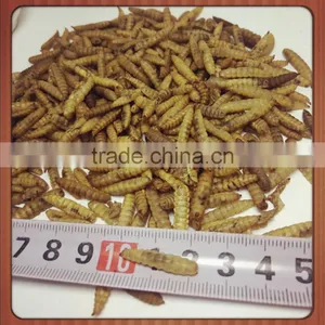Dried Hermetia Larvae - Black Soldier Fly Larvae thumbnail-1