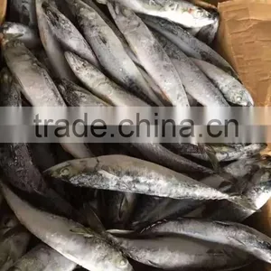 NEW 2016 SHIPFROZEN Pacific Mackerel 200-300g thumbnail-2