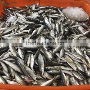 Chinese Frozen Seafood/Frozen Fish Factory thumbnail-3