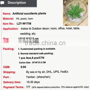 Mini Succulent Plants Bonsai High Quality Succullent Plants thumbnail-2