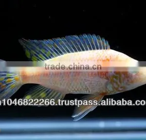 Cichlid Fish Farm for Sale and Export thumbnail-6