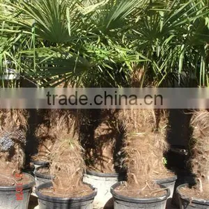 Trachicarpus Fortunei Palm Tree thumbnail-1