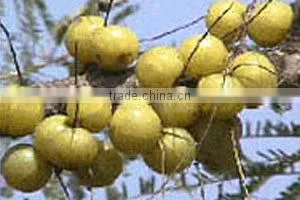 Phyllanthus Amarus Extract thumbnail-2