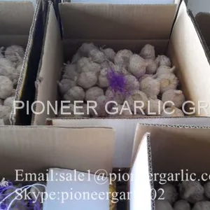 2017 Crop Snow Pure White Garlic 5.5cm In Carton Box thumbnail-1