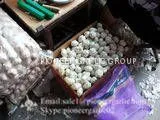 Chinese Fresh 5.5cm Normal White Garlic Small Packing In 10kg Box thumbnail-1