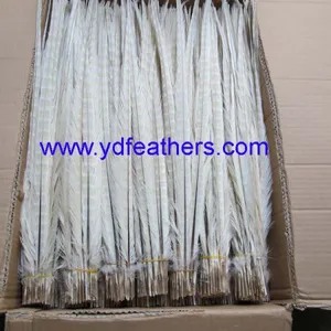 High Quality Ringneck Tail Feather thumbnail-1