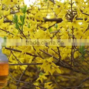 Natural Weeping Fructus Forsythia Oil Essential Oil thumbnail-2
