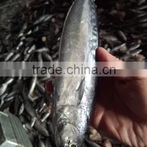 2015 Frozen Bonito Whole Round 300-500g/pc for Marketing thumbnail-4
