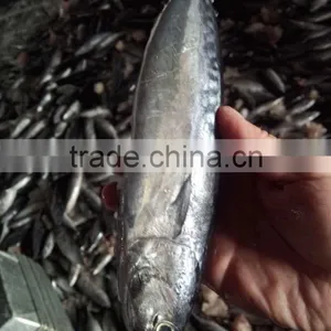 Frozen Auxis Thazard From China Bullet Mackerel thumbnail-2