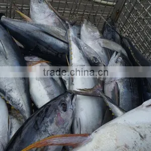 Frozen Yellowfin Tuna Fish thumbnail-1