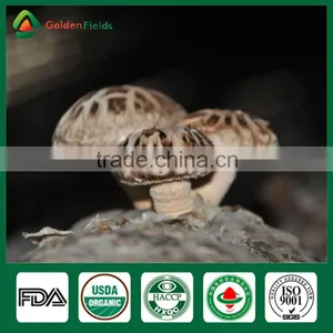 Professional Supplier of Shiitake Growing Mushrooms,Shiitake Mushroom Spawn thumbnail-1