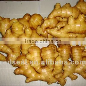 2012 Fresh Ginger thumbnail-1