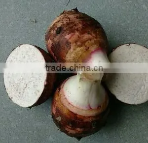 Vietnam Fresh Taro With Best Price and Good Quality thumbnail-1