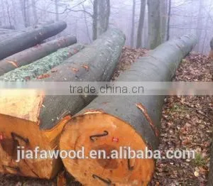 Fresh Cut European Beech Logs Available thumbnail-2