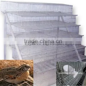 Automatic Quail Layer Cage Systems With Auto Drinker and Feeder thumbnail-1