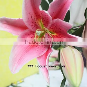 Decoration Flower Fresh Lily Flower With 1.7~3.5KG/Bundle Water Lily Flower Named As Fresh Cut Lily Tiber From Focus/Kunming thumbnail-1