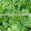Green Coriander Leaves thumbnail-1