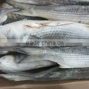 Frozen Grey Mullet Fish Whole Round thumbnail-2