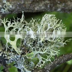 OAKMOSS ABSOLUTE thumbnail-2