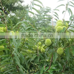 Good Taste Chestnut thumbnail-6