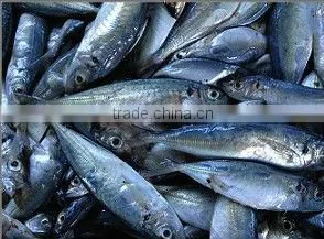Frozen Horse Mackerel Low Price 20cm+ thumbnail-1