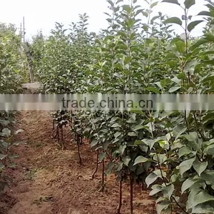 Malus Prunifolia Tree Seedling thumbnail-4