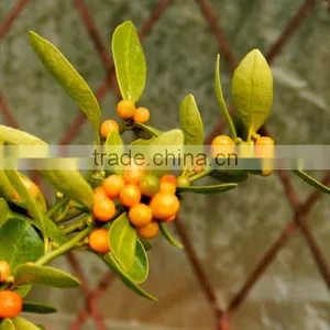 Fresh Orange Tree Seedling thumbnail-3
