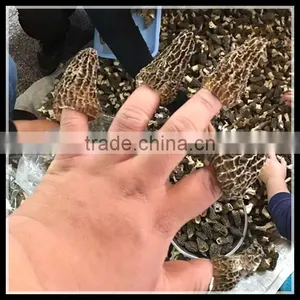 Price of Black Morel Mushroom, Dry Cultivating Morel Mushrooms From Morel Mushroom Farm thumbnail-6