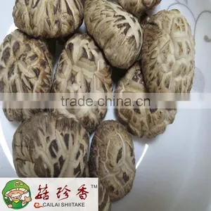 White Flower Shiitake Mushroom Dried With Autumn Planting thumbnail-1