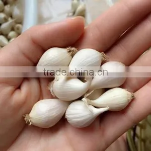 Fresh Ly Son Garlic at Best Price in New Crop thumbnail-2