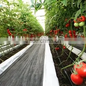 Low Cost Plastic Film Greenhouse For Tomatos thumbnail-2