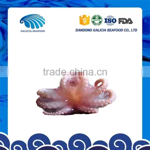 Fresh Frozen Seafood Baby Octopus in Stock With Favourable Price thumbnail-1