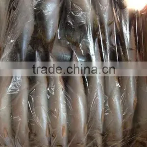 Frozen FIsh Mackerel Fish thumbnail-2