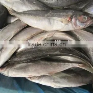 New Fresh Frozen Horse Mackerel 25cm thumbnail-1