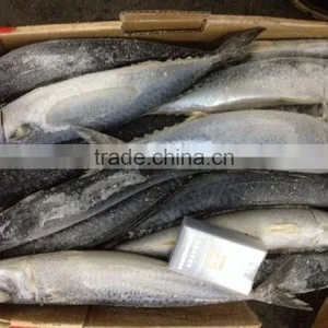 New Frozen Good Quality Fish Pacific Mackerel 500g up thumbnail-1