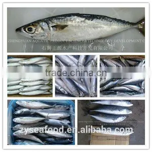 Wholesale New Fresh Frozen Seafood With Competitive Price thumbnail-2