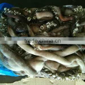 Wholesale for Feeding Cheap 25cm+ Live Squid thumbnail-1