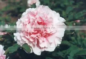 Tree Peony Plant Root Lu Fen thumbnail-1