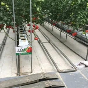 Hydroponic Glass Greenhouse Tomatoes/Lettuce Planting thumbnail-1