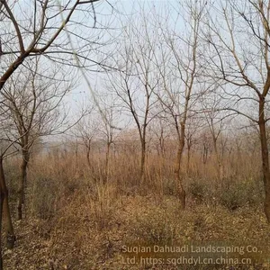 in 2020, the Price of a Chinese Tallow Tree With a Trunk Diameter of 10 Centimeters is 220 Yuan per Tree. Chinese Tallow Tree Base for Street Trees thumbnail-5