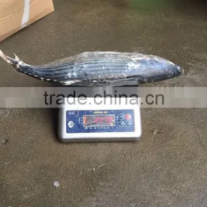 Frozen 1.5kg up Belted Bonito ( Sarda Orientalis) thumbnail-2