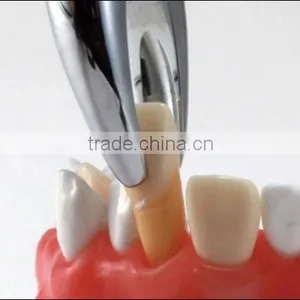 Typodent Dental Jaw Model for Practice Extract Tooth thumbnail-4