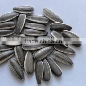 Sunflower Seed 4009 thumbnail-4